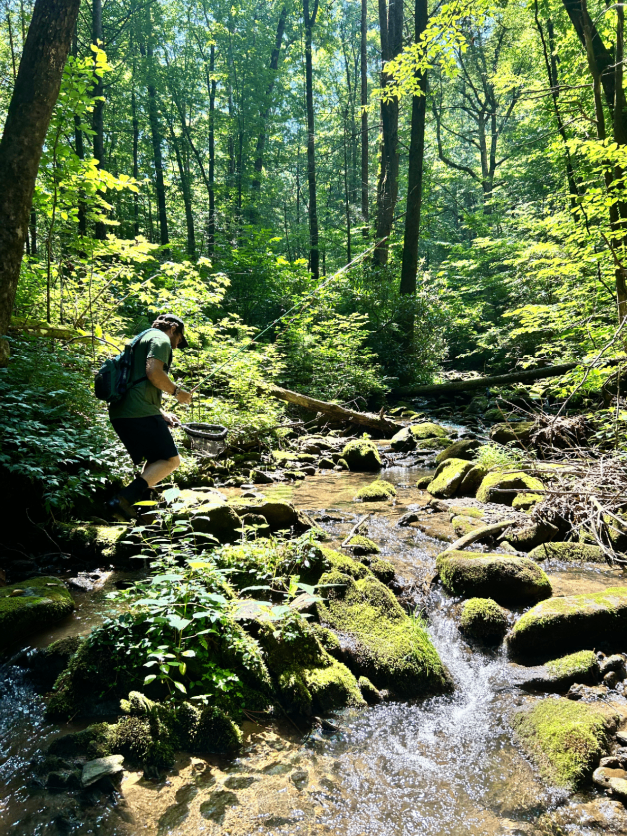 A fisherman with a net beside a mossy creek in the Cohutta Wilderness.